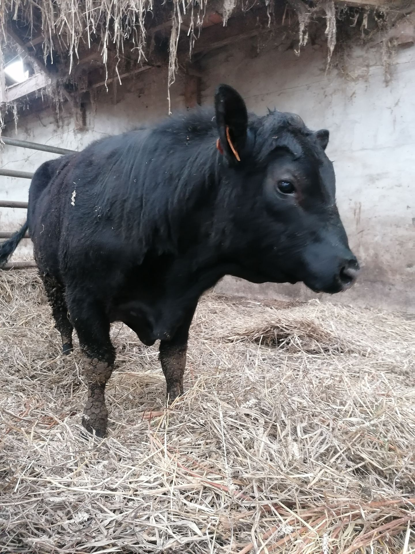 Uderzo jeune taureau