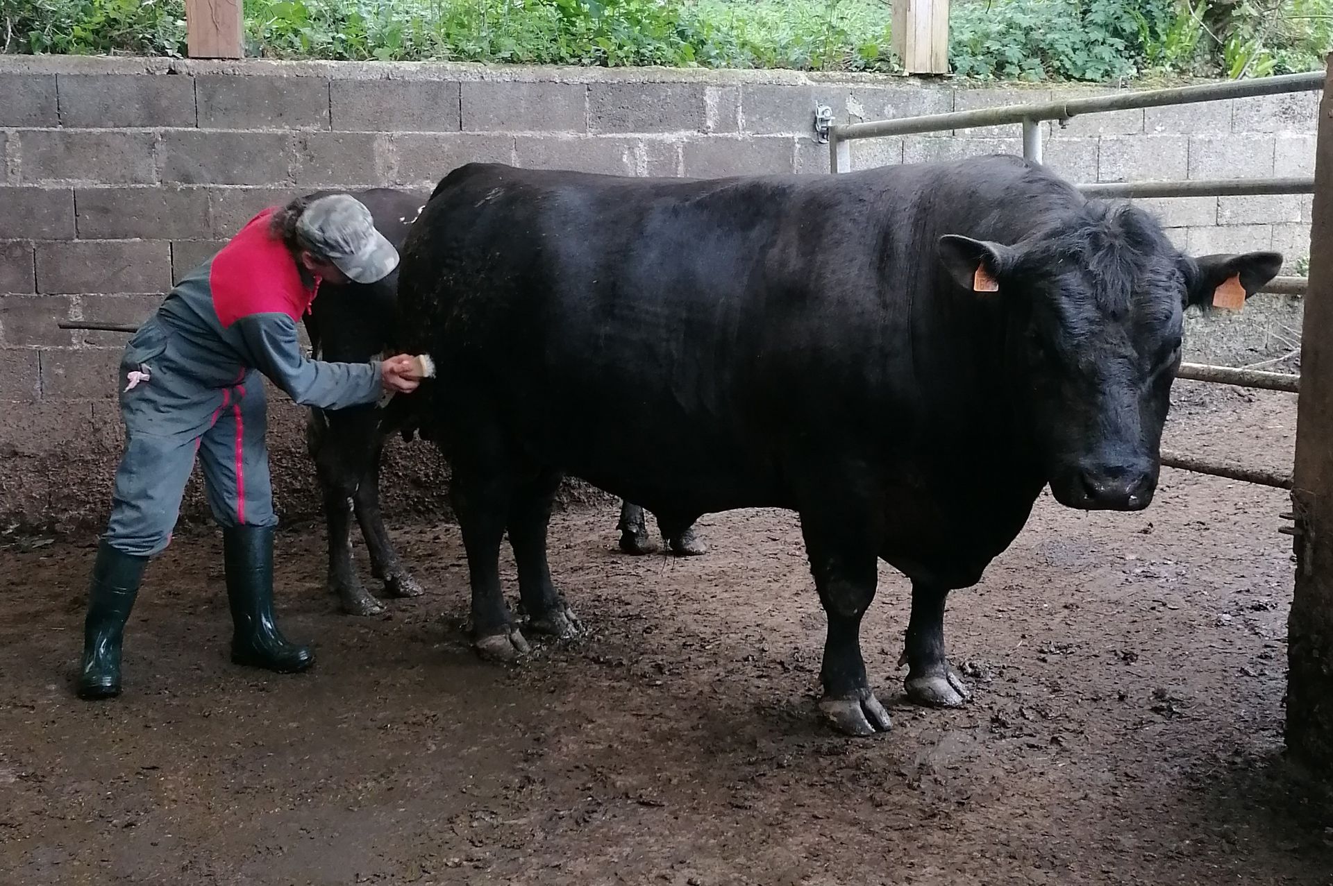 Océan taureau à 5 ans